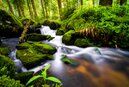 Healing Programs